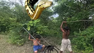 Two Brave Boys Catch Big Snake On Tree Near Village While They Are Digging Black Spider In Hole