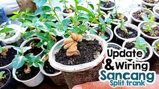 Update perkembangan dan membentuk gerak dasar bonsai sancang split trank