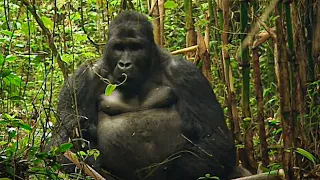 Rwanda, con khỉ đột cuối cùng