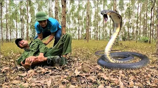 King cobra bite critically. 2 The man paid a heavy price for the mistake of catching the king cobra.