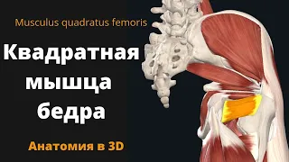 Квадратная мышца бедра. Musculus quadratus femoris. Анатомия. 3D обзор.