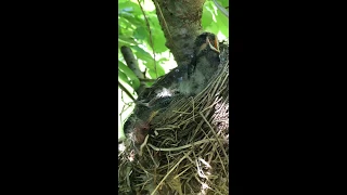 Extremely hot day with hungry & exhaustued Robbins