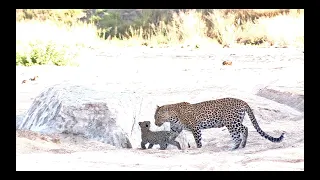 NEW LEOPARD CUBS!