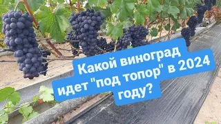 Какие сорта винограда не прошли испытания на нашем участке! Беларусь. Острошицкий городок.