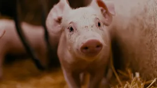 What would animals in factory farms dream of?