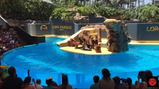 Fur Seal Show. Loro Parque. Шоу с морскими котиками