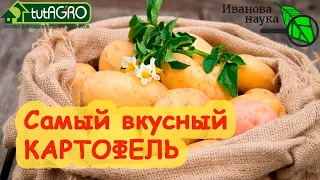 НАЗВАН САМЫЙ ВКУСНЫЙ СОРТ КАРТОФЕЛЯ! Этот картофель - вне конкуренции. Очень вкусный и урожайный!