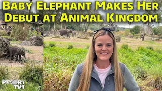 Media Event: Baby Elephant Corra Makes Her Debut on the Savanna at Disney's Animal Kingdom