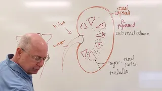 Professor Long 2402 Lab Urinary Anatomy Drawings part 1