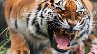 имплант у тигрицы. золотой зуб впервые установили, ради спасения большой кошки.