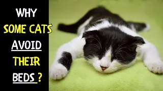 Why Some Cats Avoid Their Beds ? | What Should be The Ideal Bed Type for Cats ?