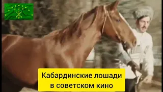 КАБАРДИНСКИЕ лошади на Малокарачаевском кон.заводе. Фрагмент из фильма "Мастер и Бригантина" 1982г.