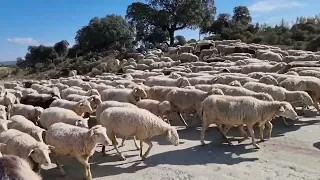 Cambiamos las ovejas a otra cerca y al llegar toca merienda😉😋😋🤣🤣