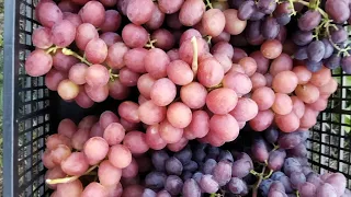 Виноград Фламія: один із кращих на винограднику