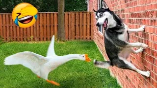 funny animal videos #memes #funnyanimals moment 😂🤣😂