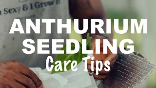 ANTHURIUM Seedling Care for Beginners! | Care tips to help you get started 🤌🏾🌱