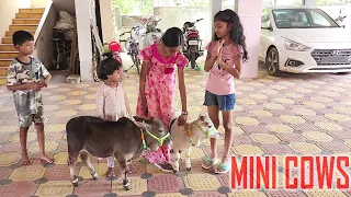 Small Miniature Cows  Which Could be raised in our House | Below 2 Feet Cows | Nadipathy Goshala