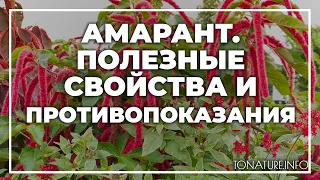 Амарант - полезные свойства и противопоказания | toNature.Info