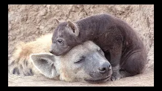 Mother and Hyena Cub | Adorable Interaction at their Den in the Wilderness of the Greater Kruger