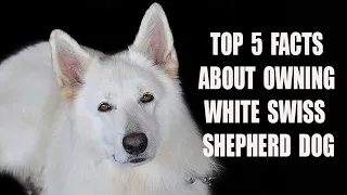 Top 5 Facts About Owning White Swiss Shepherd Dog