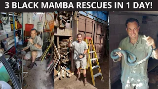 3 BLACK MAMBA RESCUES IN 1 DAY!