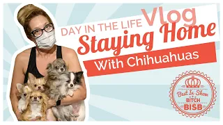 Day in The Life: Coronavirus Staying Home with Chihuahuas VLOG