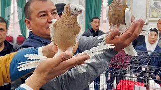 Exhibition of Uzbek pigeons (November 11, 2023, the city of Turkestan, Kazakhstan)