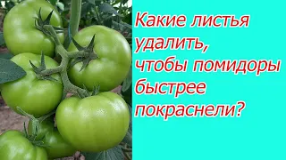 Удалите эти несколько листьев на томатах и посмотрите на результат!