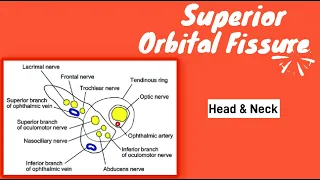 Superior orbital fissure | superior orbital fissure mnemonics | Superior orbital fissure content