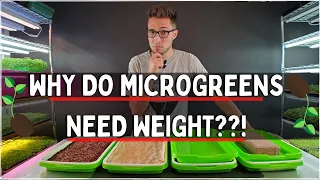 Why do Microgreens Need Weight? Kale Microgreens Germination Trial |  Indoor farming |