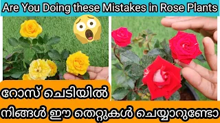 Avoid these 15 Mistakes in Rose | Care & flowering Tips | റോസിൽ നമ്മൾ ഒഴിവാക്കേണ്ടുന്ന 15 തെറ്റുകൾ