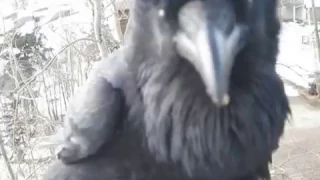 Conversation with Raymond the Raven