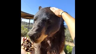 #shorts Breakfast with Blue bear. #bear #blackbear #MINDORDERING #nom