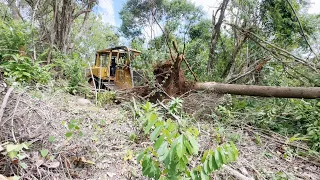 Spectacular! CAT D6R XL Bulldozer Clears Forest For New Road Project