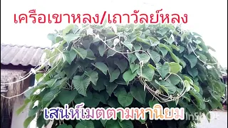 เครือเขาหลง/เถาวัลย์หลง เสน่ห์เมตตามหานิยมตามศาสตร์โบราณ