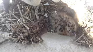 Рождение чайки