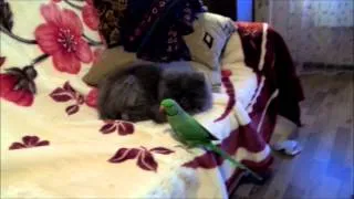 Cat vs Ringneck Parrot (Кот против попугая)