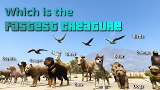 GTA V Which is the fastest Creature | All Animals, Fishes & Birds tested