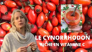 Le cynorrhodon - fruit comestible riche en vitamine C