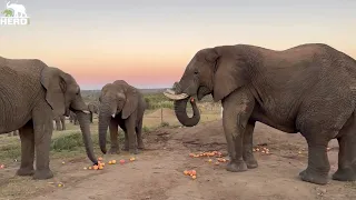 The Elephants Eat Delicious Grapefruit | While Khanyisa Plays with her Food!