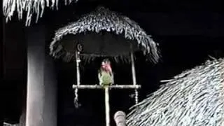 Tropical Serenade Barker Bird