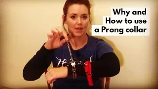 Why And How To Use A Prong Collar... Even On Puppies