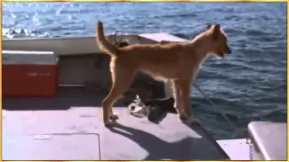 Dolphin and Dog - Let's be Friends.flv