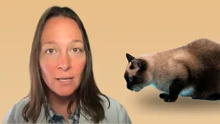 Heavy Breathing Cat? This Video Could Save Their Life