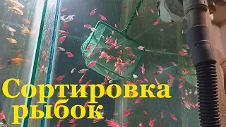 Сортировка аквариумных рыбок Сортировка рыбы