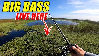 BIG BASS in the THICK STUFF! -- Lake Okeechobee