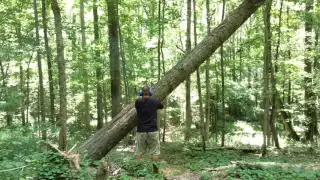 How To Safely Cut Big Tree That Is Hung Up