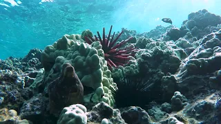 Hawaiian Day Octopus | Maui Underwater Life