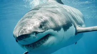 Top 10 Largest Sharks In The World.