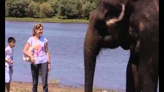Купание слонов в Астрахани